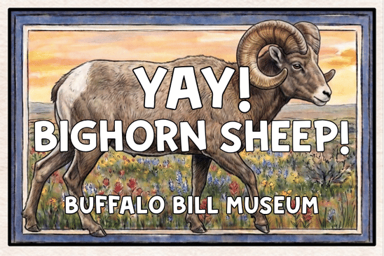 big horn sheep  buff bill sticker design